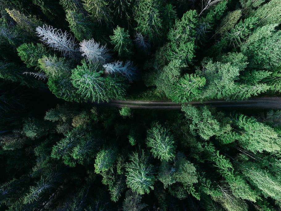 baix, foto d'angle, pins, ull d'ulls, foto, arbre, carretera, bosc, verd, Camí, pi, vista del drone, des de dalt, mirant abaix, de fulla perenne, avet, pista, densa, ull d'ocell, naturalesa, planta, color verd, creixement, cap gent, bellesa a la natura, dia, tranquil·litat, terra, escena no urbana, escenics - natura, exuberant fullatge, fullatge, escena tranquil·la, marc complet, fons, a l'aire lliure, aigua, arbre de fulla perenne, arbre de coníferes, bosc de pi, 4K
