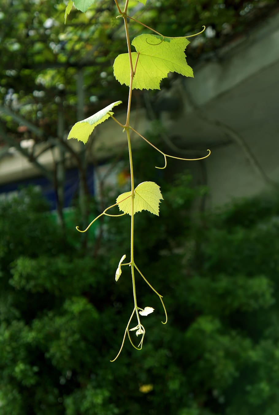 Traubenblätter, Grün, Knospe, Pflanze, Wachstum, grüne Farbe, Blatt, Pflanzenteil, Schönheit in der Natur, Baum, Natur, Tag, keine Leute, Fokus auf den Vordergrund, Nahansicht, draußen, Rebe, Pflanzenstamm, Gelb, Zerbrechlichkeit, Verletzlichkeit, Ast, Ruhe, 4K