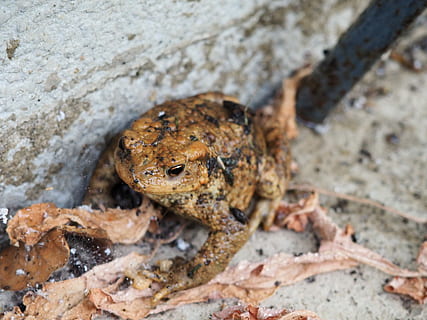 rana, Marrone, rospo, natura, animale selvaggio, animale, un animale, fauna selvatica, animali allo stato selvatico, temi animali, nessuno, giorno, avvicinamento, solido, vista dall'alto, roccia - oggetto, messa a fuoco selettiva, caratteristica della parete, vertebrato, concentrarsi sulle conoscenze acquisite, roccia, all'aperto, parte del corpo animale, anfibio, 4K, CC0, dominio pubblico, privo di copyright