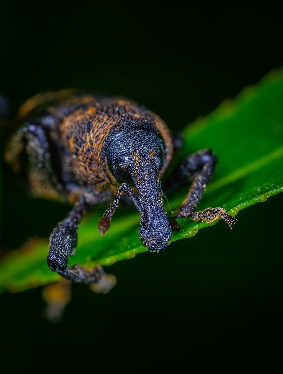 escarabat, insecte, coleòpters, morrut, un animal, temes d'animals, animals a la natura, animal, fauna animal, primer pla, cap gent, naturalesa, invertebrat, color verd, planta, a l'aire lliure, enfocament selectiu, fons negre, part de la planta, dia, rèptil, centrar-se en primer pla, full, 2K