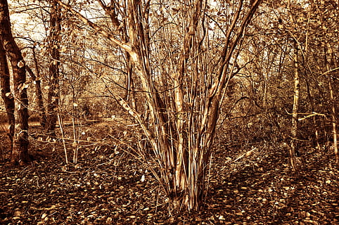 drzewo orzecha laskowego, Leszczyna, corylus, drzewo, krzew, orzech, jedzenie, pokarm, zdrowy, owoc, park, amstelpark, Amsterdam, buitenveldert, Holandia, las, wylądować, roślina, żadnych ludzi, spokój, Natura, piękno natury, dzień, wzrost, scena pozamiejska, na dworze, spokojna scena, scenics - natura, pnia drzewa, bagażnik samochodowy, lesisty teren, nagie drzewo, światło słoneczne, pole, 4K, CC0, domena publiczna, darmowe zdjęcia
