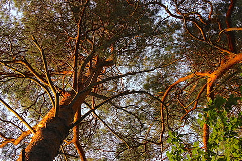 pino, baldacchino, conifera, albero, foresta, d'oro, colore, pianta, Inquadratura dal basso, natura, ramo, tronco, tronco d'albero, nessuno, crescita, giorno, la tranquillità, autunno, all'aperto, bellezza nella natura, modificare, cielo, colore arancione, terra, albero nudo, baldacchino di albero, 2K, CC0, dominio pubblico, privo di copyright