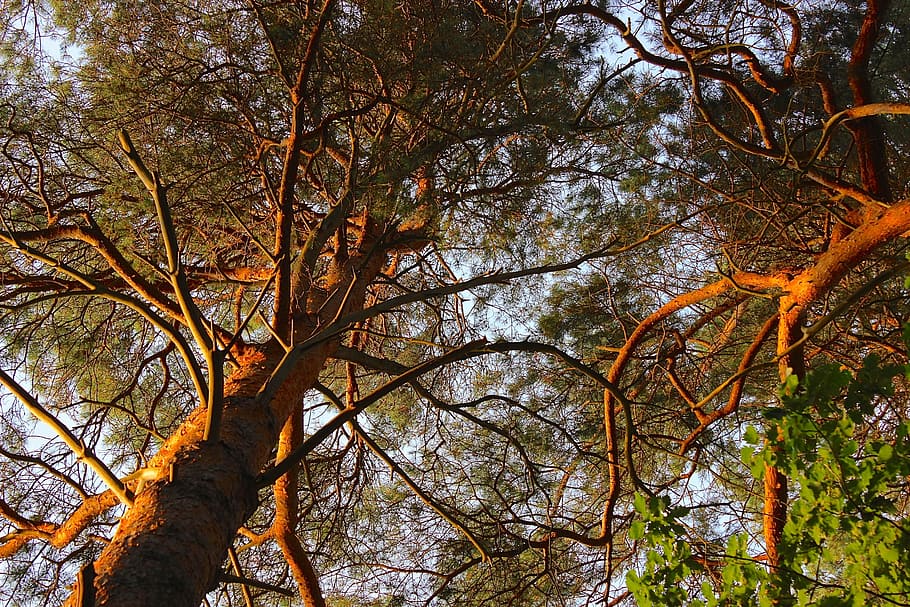 pino, baldacchino, conifera, albero, foresta, d'oro, colore, pianta, Inquadratura dal basso, natura, ramo, tronco, tronco d'albero, nessuno, crescita, giorno, la tranquillità, autunno, all'aperto, bellezza nella natura, modificare, cielo, colore arancione, terra, albero nudo, baldacchino di albero, 2K