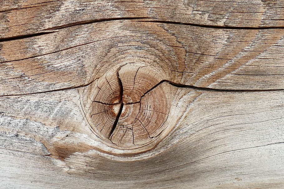 macro, fusta, branca, estructura, vell, material de fusta, tauler, fons, marró, patró, textura, naturalesa, material, aspre, primer pla, esquerdat, resum, arbre, resistent, marc complet, cap gent, tronc de l'arbre, tronc, patró natural, planta, a l'aire lliure, dia, gra de fusta, anell d’arbre, escorça, 5K