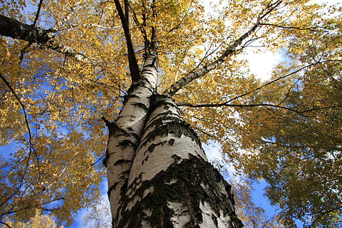 koivupuu, metsä, runko, Puut, koivu, puu, tuohi, luonto, haukkua, puunrungot, kylä, Venäjä, elävä luonto, lehdet, pilvi, aurinko, aurinkoinen päivä, kuitenkin, kultainen syksy, keltainen, kasvi, kesä, maisema, päivä, syksy, syksyn metsä, kuva, kaunis, lähikuva, aurinkoinen, kirkas, sinitaivas, näkymä, rakkaus, yhteys, matka, pilviä, kasvillisuus, puun lehti, ulkona, puun runko, haara, puisto - ihmisen tila, taivas, matala kulma, kauneus luonnossa, muuttaa, kasvu, ei ihmisiä, tyyneys, puun katos, kasvi-osa, suoraan alla, luonnollinen tila, 4K, CC0, public domain, rojaltivapaa