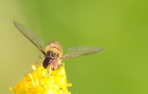 hoverfly, insecte, groc, naturalesa, flor, florir, ulls compostos, tancar, macro, un animal, temes d'animals, fauna animal, animals a la natura, invertebrat, animal, planta amb flors, primer pla, fragilitat, vulnerabilitat, bellesa a la natura, planta, pètal, frescor, centrar-se en primer pla, cap de flor, cap gent, a l'aire lliure, polinització, 2K, CC0, domini públic, lliure de regalies