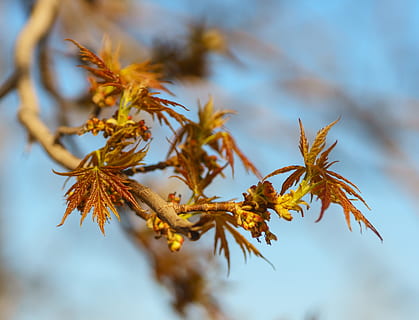 primavera, maple, leaves, planta, maple, fulles, jove, verds, naturalesa, fresc, primer pla, cel, arbre, branca, a l'aire lliure, temporada, full, bosc, tardor, groc, cap gent, imatge en color, pi, flor, part de la planta, bellesa a la natura, enfocament selectiu, centrar-se en primer pla, creixement, canvi, dia, tranquil·litat, fulla d'auró, marró, condició natural, sec, 4K, CC0, domini públic, lliure de regalies
