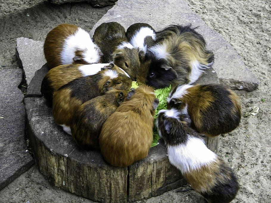 skupina, -, morčata, krmení, cavia porcellus, zvířat, mazlivý, roztomilý, fotografie, morče, savců, veřejná doména, hlodavci, zvíře, pták, domácí mazlíčci, venku, domácí zvířata, vysoký úhel pohledu, nikdo, den, skupina zvířat, savec, obratlovců, domácí, mladé zvíře, jednotnost, relaxace, střední skupina zvířat, Příroda, zvířata ve volné přírodě, 720P