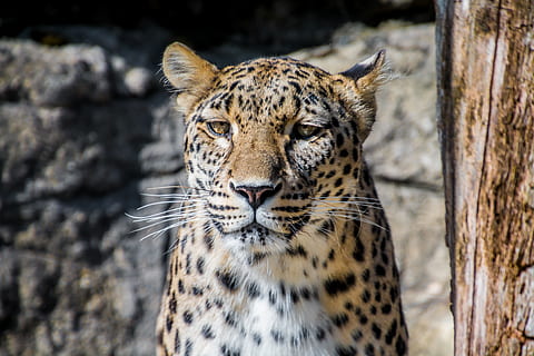 Leopard neben Baum, Leopard, Persischer Leopard, Katze, elegant, große Katze, gefährlich, wild, Raubtier, Tierwelt, Tier, Tierporträt, Flecken, Tierthemen, katzenartig, ein Tier, Tiere in freier Wildbahn, Säugetier, Porträt, keine Leute, beschmutzt, Fleischfresser, Tierkörperteil, Fokus auf den Vordergrund, Nahansicht, Kamera betrachten, Tierkopf, Tag, Whisker, undomestizierte Katze, 5K, CC0, gemeinfrei, lizenzfrei