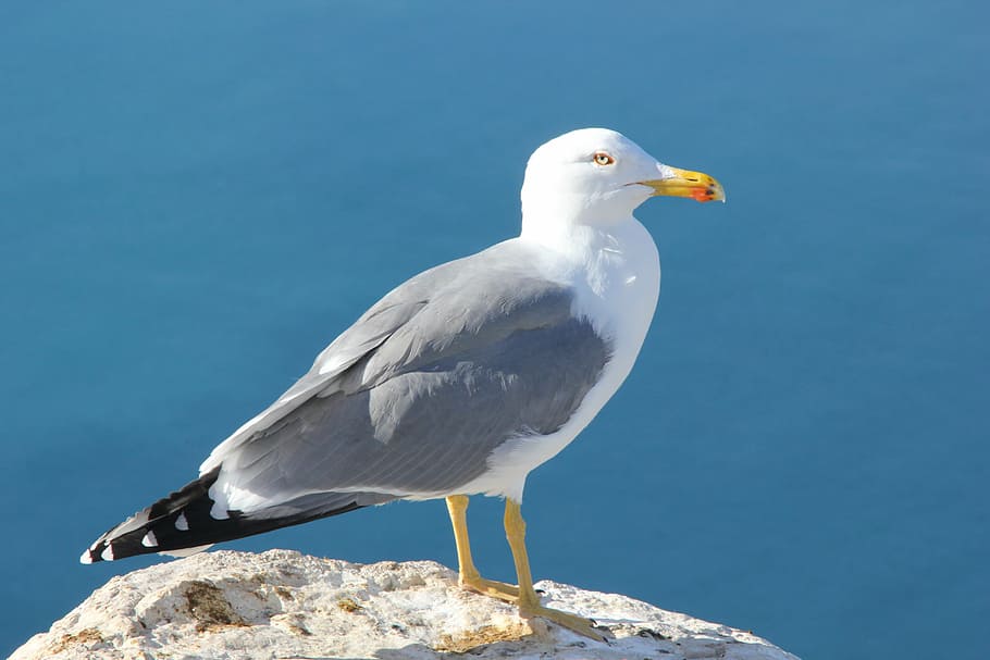 gavina, av, ocell, mar, animal, vida salvatge, naturalesa, ocells marins, bec, ala dels animals, vertebrats, temes d'animals, animals a la natura, fauna animal, un animal, blau, posat, rock - object, rock, sòlid, cap gent, Color blanc, dia, llum solar, aigua, 5K