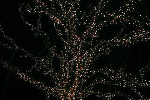 low, light photography, trees, string lights, brown, black, abstract, artwork, closeup, photo, night, dark, tree, lights, fairy lights, illuminated, decoration, lighting equipment, celebration, christmas decoration, no people, christmas, christmas lights, glowing, holiday, light, electric light, christmas tree, plant, nature, holiday - event, celebration event, christmas ornament, black background, 8K, CC0, public domain, royalty free