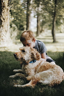 Junge, küssen, Hund, Verlegung, Gras, umarmend, Labradoodle, Rasen, Baum, Wald, Haustier, Halsband, Liebe, draußen, Park, Feld, Tier, Eckzahn, Kind, süß, kuscheln, Umarmung, Kuss, Hinterhof, inländisch, Säugetier, Haustiere, ein Tier, Tierthemen, echte Menschen, eine Person, Wirbeltier, Pflanze, Tag, Freizeitbeschäftigung, Kindheit, Lebensstile, Jungs, Haustierbesitzer, 2K, CC0, gemeinfrei, lizenzfrei