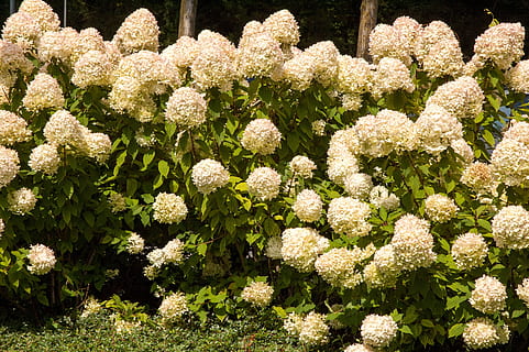 bunga-bunga, hydrangea, Latar Belakang, alam, taman, tanaman kebun, flora, musim panas, lembar, semak, berkembang, menanam, bunga, pertumbuhan, tanaman berbunga, keindahan di alam, kerapuhan, kerentanan, kesegaran, hari, tidak ada orang, warna hijau, hal berkembang, tampilan sudut tinggi, kepala bunga, warna putih, di luar rumah, bingkai penuh, sinar matahari, merapatkan, seikat bunga, 2K, CC0, domain publik, bebas royalti