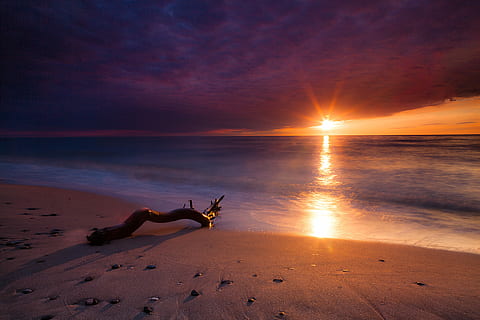 drivtømmer, kyst, solnedgang, hav, sol, skyer, strand, træ, reflexion, kysten, sand, skygger, jord, himmel, vand, skønhed i naturen, dyr, natur, sollys, scenics - natur, horisont, pattedyr, dyre temaer, horisont over vand, sky - himmel, rolig scene, udendørs, 5K, CC0, offentligt domæne, royaltyfrie