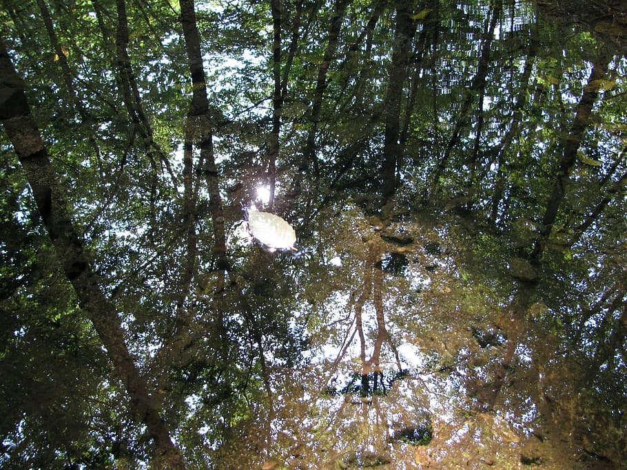 efterår, blad, bæk, reflexion, vand, plante, naturlig, botanisk, organisk, botanik, urt, landbrug, udendørs, miljø, havebrug, vegetation, løv, våd, træ, Skov, ro, vækst, jord, skønhed i naturen, natur, ingen mennesker, dag, afspejling, rolig scene, lav vinkel visning, grøn farve, bagagerum, sollys, træstamme, afdeling, træ baldakin, 1080P