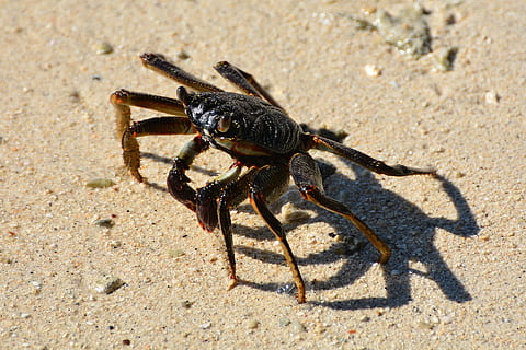 Kræft, dyr, skaldyr, hav, krabbe, klo, natur, strand, sand, dyreliv, hav liv, dyreskal, et dyr, dyre temaer, skygge, dyr i naturen, jord, sollys, dag, hvirvelløse, insekt, ingen mennesker, tæt på, zoologi, udendørs, leddyr, marine, 1080P, CC0, offentligt domæne, royaltyfrie