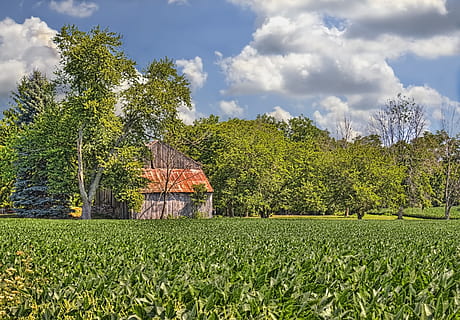 graner, rústic, graners, ohio, art digital, rural, escènic, país, camp, paisatge, cobert, coberts, granja, granges, agricultura, agrícola, Masia, campanar, comtat, americana, foto, fotografia, estructura, estructures, sturgell, William Sturgell, factura sturgell, històric, decoració de la llar, edificis, núvols, cel, arbre, arbres, ennuvolat, cels, males herbes, comtat del campanar, urbana, planta, terra, color verd, escena rural, núvol - cel, creixement, medi ambient, naturalesa, bellesa a la natura, herba, escenics - natura, arquitectura, edifici, tranquil·litat, estructura construïda, cap gent, a l'aire lliure, 4K, CC0, domini públic, lliure de regalies