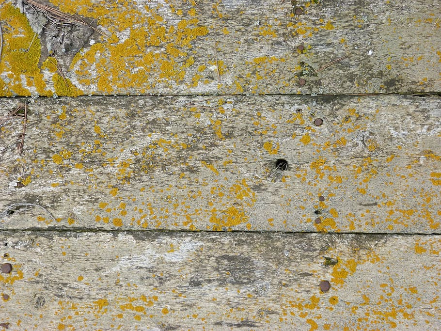 fons, textura, fusta, motlle, liquen, funció de construcció de parets, resistent, vell, aspre, marc complet, arquitectura, estructura construïda, cap gent, dia, primer pla, declivi, deteriorament, paret, aixafar, groc, a l'aire lliure, mal estat, espatllat, brut, concret, paret de pedra, arruïnat, 4K
