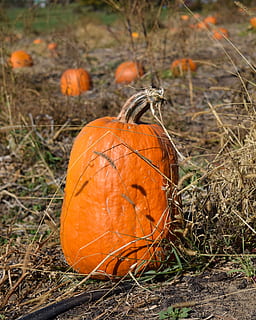 carbassa, pegat de carbassa, caure, Halloween, tardor, pegat, taronja, granja, collita, agricultura, acció de gràcies, camp, vegetals, octubre, naturalesa, colorit, estacional, temporada, país, jardineria, orgànic, madur, collir, jardí, rural, a l'aire lliure, color taronja, menjar, menjar i beguda, terra, cap gent, dia, celebració, centrar-se en primer pla, primer pla, herba, planta, cara antropomòrfica, enfocament selectiu, carbassa de Halloween, 2K, CC0, domini públic, lliure de regalies