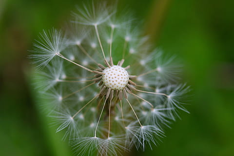 mælkebøtte, mælkebøtte fluff, makro, blød, fnug, hvid, botanik, delikat, drømmende, sæson, blæser, fælles mælkebøtte, taraxacum sekt, ruderalia, frø, kompositter, forår, eng, spids blomst, verbluet, blomst, plante, blomstrende plante, friskhed, tæt på, skrøbelighed, sårbarhed, skønhed i naturen, mælkebøtte frø, natur, vækst, blomsterstand, fokus på forgrunden, ingen mennesker, blomsterhoved, dag, selektiv fokusering, udendørs, blødhed, 4K, CC0, offentligt domæne, royaltyfrie