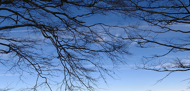 ramas, conectividad, árbol, azul, negro, naturaleza, al aire libre, cielo azul, cielo, vista de ángulo bajo, rama, árbol desnudo, planta, belleza en la naturaleza, nadie, tranquilidad, nube - cielo, paisajes - naturaleza, día, silueta, misterio, escena tranquila, antecedentes, copas de los árboles, directamente debajo, 2K, CC0, dominio público, libre de derechos