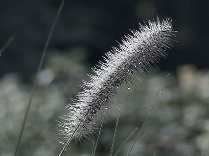 picatură, ploaie, picătură de ploaie, umed, margele, picatura de apa, plantă, închide, rouă, natură, să se concentreze asupra primelor elemente, creştere, a închide, frumusețe în natură, nici o persoana, zi, liniște, fragilitate, vulnerabilitate, în aer liber, iarbă, floare, plante stem, teren, familie de iarbă - ierburi, moliciune, prospeţime, selectiv, 4K, CC0, domeniu public, fără drepturi de autor