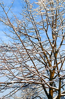 bar, træ, dækket, sne, overskyet, himmel, pæn, vinter, dag, træer, makro, snedækket, sneede, sæsoner, natur, hvid, xmas, jul, afdeling, grene uden blade, sol, plante, kold temperatur, lav vinkel visning, ingen mennesker, skønhed i naturen, ro, vækst, bare træ, Frosset, udendørs, hvid farve, dækker, 4K, CC0, offentligt domæne, royaltyfrie