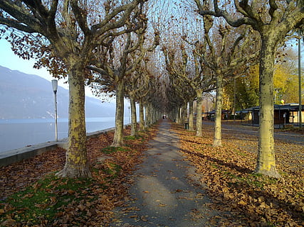 path, promenade, nature, tree, plant, the way forward, direction, autumn, water, day, beauty in nature, growth, tranquility, tranquil scene, scenics - nature, change, no people, tree trunk, diminishing perspective, road, trunk, outdoors, treelined, 2K, CC0, public domain, royalty free