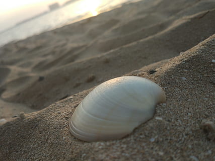 seashell, sand, sea, land, shell, beach, close-up, animal wildlife, animal shell, nature, no people, day, beauty in nature, animal, selective focus, animals in the wild, animal themes, solid, one animal, tranquility, rock, outdoors, surface level, marine, 4K, CC0, public domain, royalty free