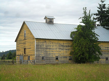 Scheune, verwittert, rustikal, alt, Farbe, Gelb, Land, Landschaft, die Architektur, gebaute Struktur, Gebäudehülle, Pflanze, Himmel, Gebäude, wolke - himmel, Gras, Natur, Feld, Baum, Tag, Haus, keine Leute, Wachstum, ländliche Szene, landwirtschaftliches Gebäude, draußen, 1080P, CC0, gemeinfrei, lizenzfrei