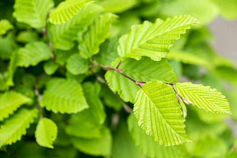 Blatt, Frühling, Haselnuss, Haselnussblatt, Grün, blühen, Ast, Natur, grüne Farbe, Pflanze, Baum, Nahansicht, Frische, Sommer-, Makro, Wachstum, draußen, üppiges Laub, Umgebung, Hintergründe, Pflanzenteil, Schönheit in der Natur, keine Leute, Tag, selektiver Fokus, Fokus auf den Vordergrund, Insekt, wirbellos, Essen und Trinken, Tierwelt, Blattvene, Tiere in freier Wildbahn, Kraut, Blätter, 4K, CC0, gemeinfrei, lizenzfrei