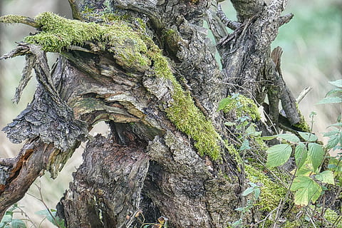 arrel, molsa, naturalesa, macro, verd, fusta, vell, resistent, cobert, bosc, deformes, fer temps, escorça, klee, xarxa arrel, arbre, branca, planta, a l'aire lliure, tronc, tronc de l'arbre, creixement, dia, cap gent, tranquil·litat, terra, textura, bellesa a la natura, aspre, primer pla, material de fusta, color verd, 5K, CC0, domini públic, lliure de regalies