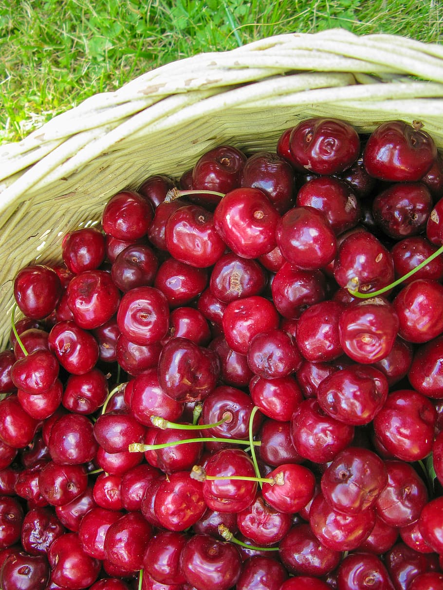 cirera, estiu, fruita, suculent, sol, vitamina, naturalesa, jardí, salut, vermell, bordeus, cirera agra, cistella, fruita vermella de color borgoña, bé, cirera madura, menjar i beguda, menjar, alimentació saludable, benestar, frescor, gran grup d'objectes, cap gent, contenidor, agricultura, primer pla, abundància, planta, directament a sobre, dia, madur, vista d’angle alt, a l'aire lliure, 4K