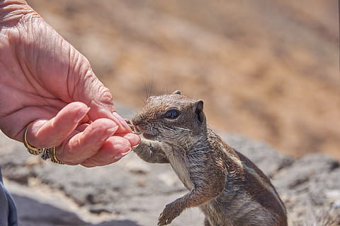 Streifenhörnchen, Futter, Essen, Hand, Nüsse, nager, Pelz, süß, Croissant, schließen, flauschige, Boden, Fuerteventura, Tierfotografie, Nagetiere, Süss, Natur, Tier, Tierwelt, menschliche Hand, ein Tier, menschliches Körperteil, Tiere in freier Wildbahn, eine Person, Wirbeltier, halten, Fokus auf den Vordergrund, Nahansicht, Tag, Nagetier, menschlicher Finger, Finger, Körperteil, Säugetier, draußen, Zoo, Pflege, 5K, CC0, gemeinfrei, lizenzfrei