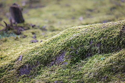 muschio, radice dell'albero, radice, albero, verde, foresta, natura, coperto di vegetazione, rete radice, erba, giorno, nessuno, all'aperto, avvicinamento, pianta, crescita, colore verde, messa a fuoco selettiva, campo, viola, concentrarsi sulle conoscenze acquisite, terra, paesaggio, bellezza nella natura, luce del sole, la tranquillità, fiore, 5K, CC0, dominio pubblico, privo di copyright