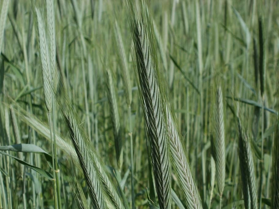 Roggen, Feld, Getreidekorn, Landwirtschaft, Müsli, Korn, Kopf, Pflanze, Ernte, natürlich, Wachstum, pflegen, frisch, Natur, Bauernhof, Getreidepflanze, ländliche Szene, Weizen, Lebensmittel, Sommer-, reif, Stengel, draußen, Hintergründe, Gelb, Nahansicht, Samen, keine Leute, Land, Landschaft, Gerste, grüne Farbe, Schönheit in der Natur, Weizenähre, Fokus auf den Vordergrund, Roggenkorn, 1080P