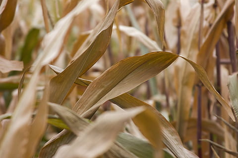 Mais, Gelb, Orange, Nahansicht, vetegarianskij, Gemüse, Herbst, Ernte, das Ohr, Bauernhof, Landwirtschaft, Gemüsegarten, trocken, Vegetarismus, Kolben, Sommer-, Pflanze, Wachstum, Getreidepflanze, Schönheit in der Natur, Natur, keine Leute, Land, Feld, ländliche Szene, Fokus auf den Vordergrund, selektiver Fokus, Tag, Ruhe, draußen, Landschaft, 5K, CC0, gemeinfrei, lizenzfrei