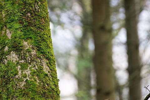 moss, log, rot, old, tree, bemoost, plant, tree trunk, trunk, land, forest, focus on foreground, growth, nature, green color, beauty in nature, woodland, no people, day, tranquility, outdoors, plant bark, scenics - nature, environment, pine tree, evergreen tree, pine woodland, bark, coniferous tree, 5K, CC0, public domain, royalty free