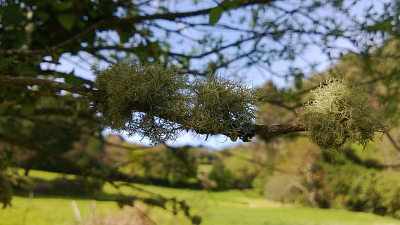 fong, liquen, arbre, arbres, paisatge, primavera, naturalesa, fulles, bosc, tronc, paisatges, prado, salze, vegetals, branques, vegetació, escorça, verd, planta, creixement, color verd, bellesa a la natura, cap gent, tranquil·litat, branca, dia, vista d’angle baix, centrar-se en primer pla, a l'aire lliure, cel, enfocament selectiu, llum solar, terra, escena tranquil·la, escenics - natura, full, arbre de coníferes, 2K, CC0, domini públic, lliure de regalies