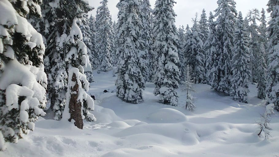 Schnee, Winterwald, Berge, winterlich, Winterzauber, Sonne, Winter, kalte Temperatur, Baum, Pflanze, Schönheit in der Natur, keine Leute, Ruhe, Szenen - Natur, Land, Natur, Tag, ruhige Szene, Abdeckung, weiße Farbe, Nicht-städtische Szene, Wald, Feld, Landschaft, extremes Wetter, 1080P