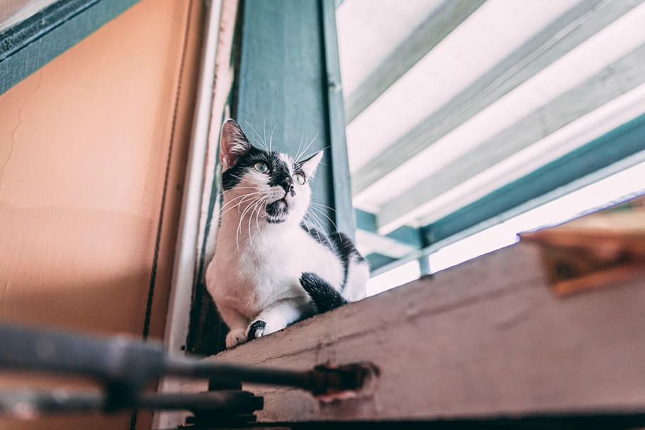 Weiß, schwarz, neben, Fenster, kurzes Fell, Katze, Sitzung, Blau, hölzern, Fensterplatte, Innerhalb, Zimmer, Kätzchen, Innere, Haustier, ein Tier, Säugetier, Haustiere, inländisch, Hauskatze, Wirbeltier, katzenartig, Flachwinkelansicht, keine Leute, selektiver Fokus, Tag, gebaute Struktur, die Architektur, Porträt, draußen, Whisker, 5K
