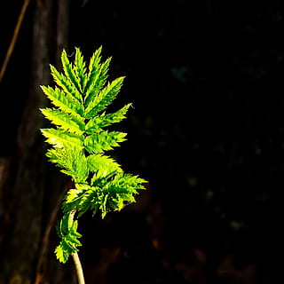 Blatt, schließen, Natur, Grün, Pflanze, Wald, grünes Blatt, Frühling, Ast, zuerst geht, Beleuchtung, Wildpflanze, grüne Farbe, Landwirtschaft, keine Leute, Wachstum, Cannabis-Pflanze, Marihuana - pflanzliches Cannabis, Kraut, Pflanzenteil, Schönheit in der Natur, Nahansicht, draußen, Tag, Fokus auf den Vordergrund, Zerbrechlichkeit, Verletzlichkeit, Gesundheitswesen und Medizin, Frische, Land, 2K, CC0, gemeinfrei, lizenzfrei