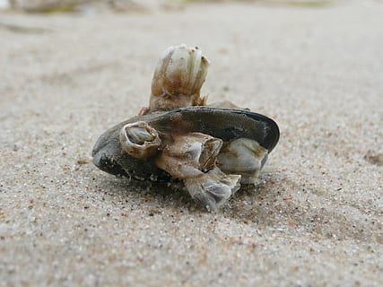 conchiglia, Spiaggia di sabbia, sabbia, spiaggia, Paguro, temi animali, un animale, vita marina, terra, Granchio, crostaceo, fauna selvatica, avvicinamento, animali allo stato selvatico, animale, giorno, natura, nessuno, messa a fuoco selettiva, mare, marino, 2K, CC0, dominio pubblico, privo di copyright