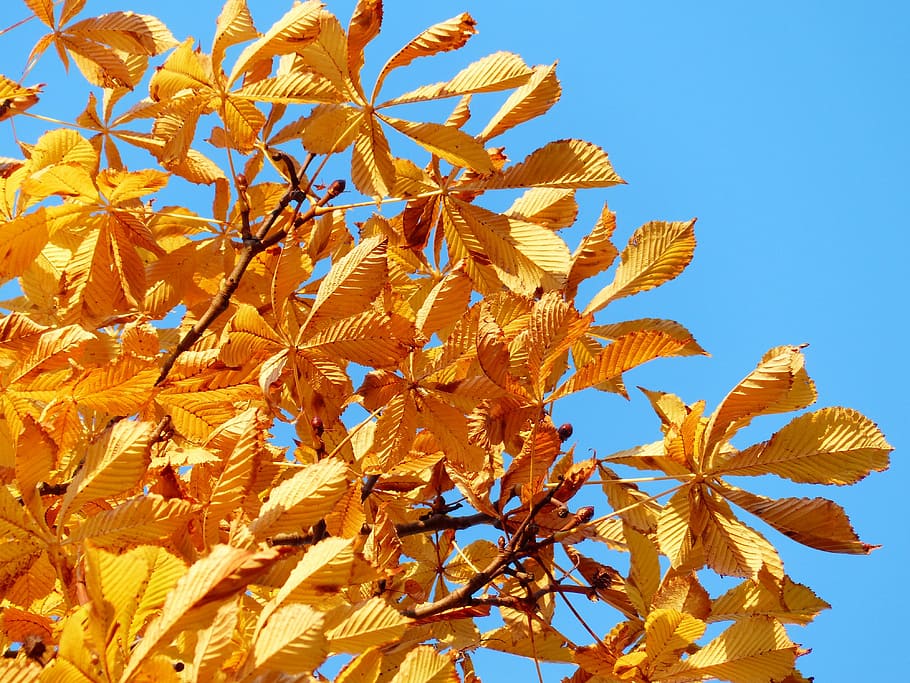 fulles de tardor, daurat, raigs, llum, groc, verd groc, colors de la tardor, or, arbre, castanya, castanyer, llum de fons, tardor, bonic, colorit, fullatge de tardor, color de la tardor, buckeye, aesculus, ordinari rosskastanie, aesculus hippocastanum, rosskastanie comú, blanc rosskastanie, tipus de castanyer, cel, blau, dia de tardor, sol, llum solar, il·luminat, planta, naturalesa, canvi, creixement, dia, bellesa a la natura, cap gent, part de la planta, vista d’angle baix, cel clar, full, fragilitat, primer pla, color taronja, vulnerabilitat, a l'aire lliure, fulles, condició natural, 4K