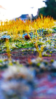 natura, erba, sfocatura, terra, avvicinamento, messa a fuoco, suolo, messa a fuoco selettiva, pianta, crescita, campo, nessuno, giallo, giorno, livello di superficie, bellezza nella natura, la tranquillità, all'aperto, colore verde, cielo, pianta fiorita, mezzi di trasporto, fiore, 2K, CC0, dominio pubblico, privo di copyright