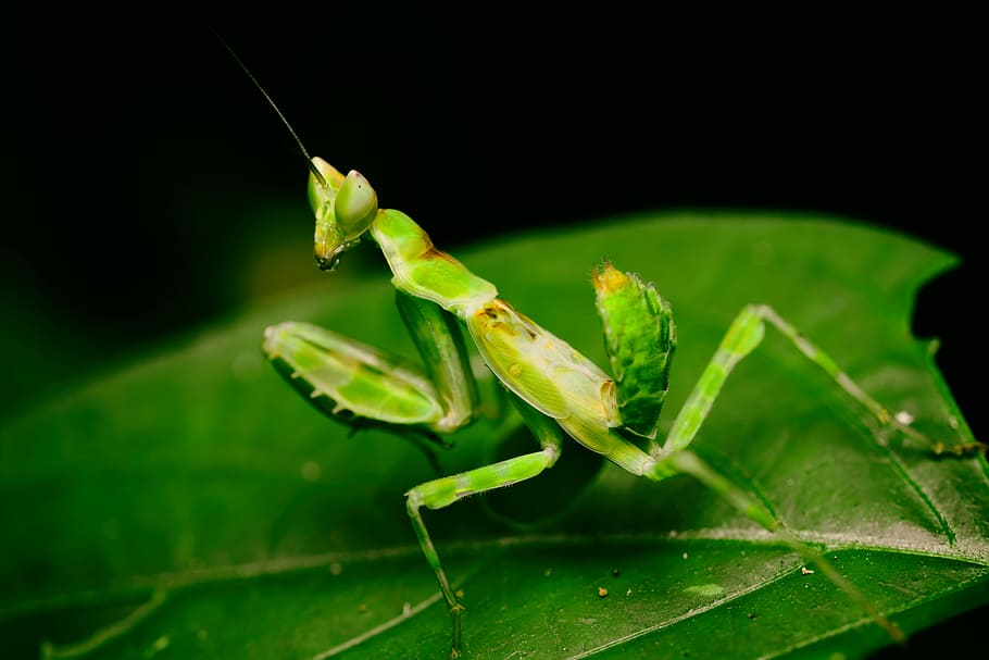 makro, mantis, hmyz, zelená, nayure, zelená barva, list, jednoho zvířete, zvířat, bezobratlý, rostlinné části, detail, zvířata ve volné přírodě, zvíře, Příroda, nikdo, kudlanka nábožná, část těla zvířete, rostlina, saranče, zvířecí anténa, zaměřit se na popředí, selektivní zaměření, černé pozadí, 5K