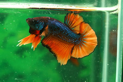 selectiu, focalitzar la fotografia, blau, taronja, peix betta, betta, peix, hmpk, temes d'animals, animal, animals a la natura, un animal, vertebrats, fauna animal, aigua, vidre - material, nedar, animals en captivitat, transparent, peixera, mar, primer pla, naturalesa, cap gent, sota l'aigua, centrar-se en primer pla, marí, a l'aire lliure, 4K, CC0, domini públic, lliure de regalies