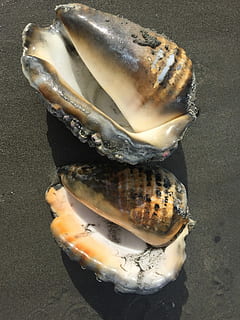 de praia, conchas, exótico, frutos do mar, peixe, comida e bebida, tiro do estúdio, ninguém, dentro de casa, Comida, frescura, fechar-se, ainda vida, visão de alto ângulo, animal, bem-estar, Alimentação saudável, vertebrado, diretamente acima, pronto para comer, comida crua, mesa, natureza, dia, marinho, tentação, 1080P, CC0, domínio público, royalty free