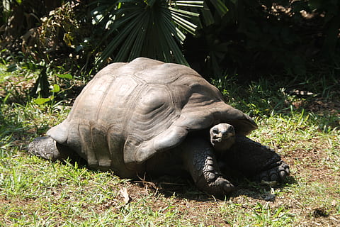 tortuga, animal, gran, lent, rèptil, shell, vida salvatge, antic, gegant, salvatge, tortuga terrestre, enorme, zoologia, espècies, a l'aire lliure, conservació, edat, tímid, amagar-se, temes d'animals, planta, animals a la natura, herba, fauna animal, vertebrats, mamífer, naturalesa, terra, dia, relaxació, cap gent, camp, un animal, llum solar, arbre, herbívors, 4K, CC0, domini públic, lliure de regalies