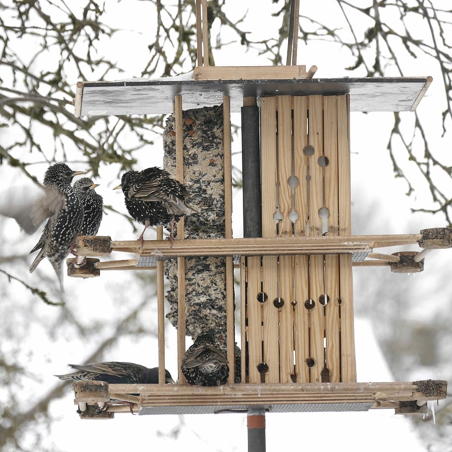starren, Fütterung, Voliere, Vogel, Tierthemen, Wirbeltier, Tiere in freier Wildbahn, Tier, Tierwelt, Gruppe von Tieren, Schnee, kalte Temperatur, keine Leute, Winter, hocken, Tag, Holz - Material, Natur, Fokus auf den Vordergrund, zwei tiere, Baum, Vogelfütterer, draußen, 2K
